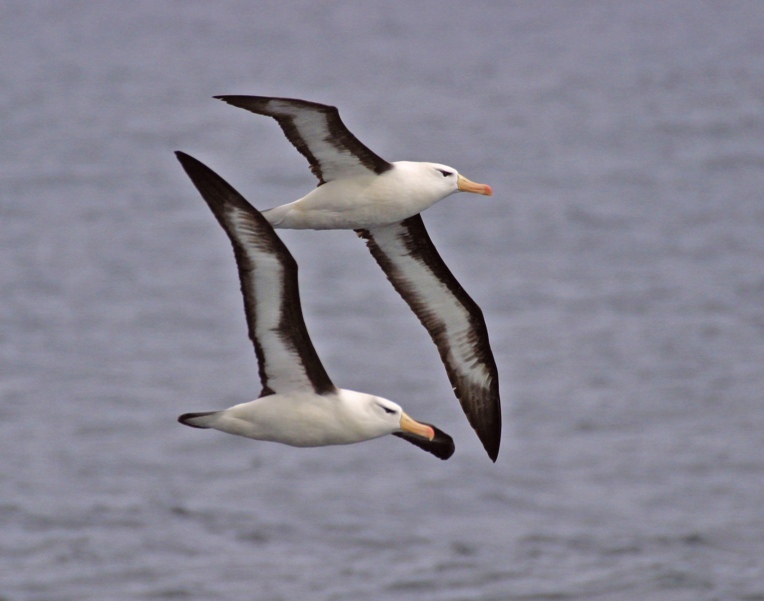 Pair of Black-browed Albatrosses (Diomedia melanophris) in fligh