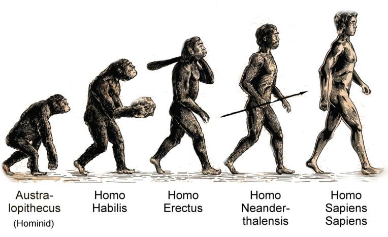 human evolution-biologywise